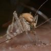 ドイツの蚊と日本の蚊、刺されたときの腫れ方の差