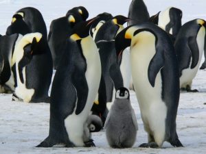 氷の上のペンギン親子